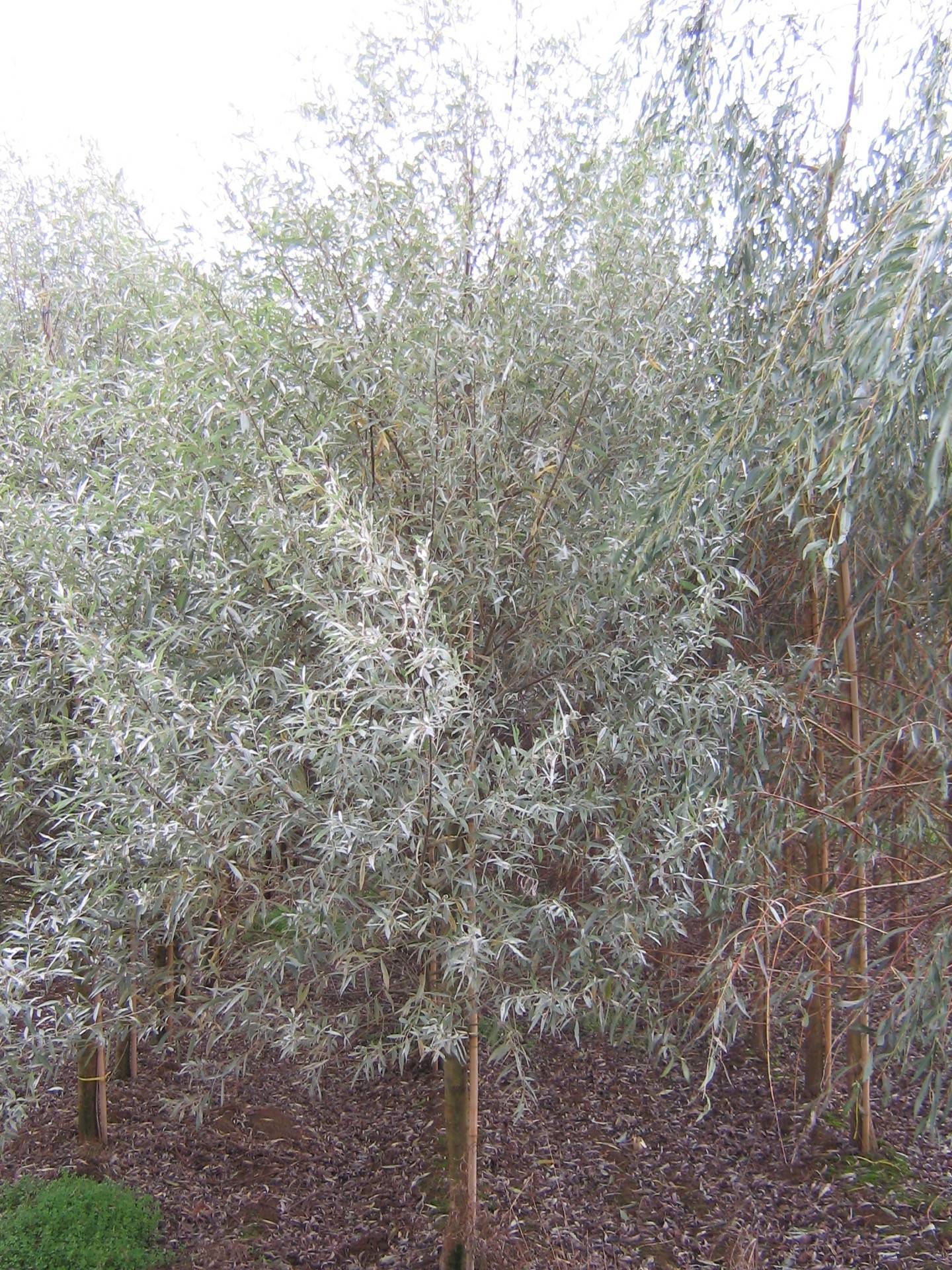 Salix alba Sericea_03